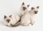Marali Maryland birman cats breeder