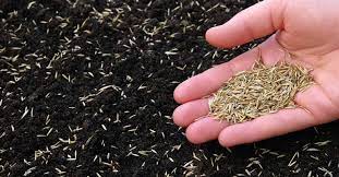 Savings spotlights · everyday low prices · curbside pickup How To Avoid Common Grass Seed Mistakes