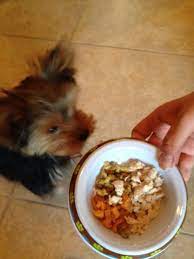 Duke Of Yorkie 1st Thanksgiving Dinner Yorkie Yorkshire Terrier Dog Food Recipes Yorkie