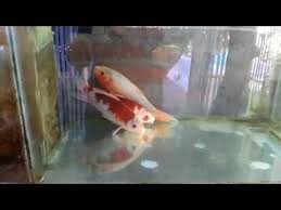 Sudah terkirim ratusan ikan koi setiap bulannya produk kami ke seluruh indonesia. Cara Memelihara Ikan Koi Di Akuarium Youtube