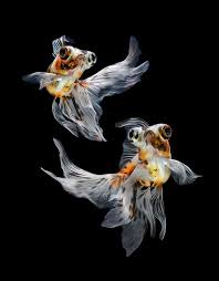 This Is An Amazing Photograph I Love Fishies Photographed Fish Dance Siamese Fighting Fish Goldfish Beautiful Fish