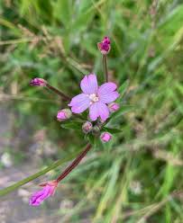 Image result for Epilobium