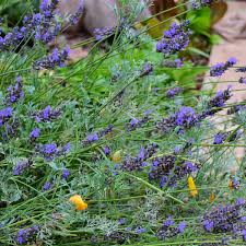 Image result for lavender cuttings