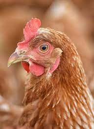 Should I Add Apple Cider Vinegar To My Chickens Water