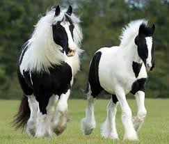 Black And White Horse Images Hd Two Beautiful Black And White Horses Cavalos Lindos Cavalos Bonitos Cavalos Raros