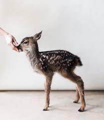 Pintereѕt Jeniimariee Animals Cute Animals Animals Friends