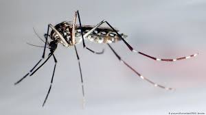 From there, mosquito pupae develop into adult, flying mosquitoes in two to three days. Genetically Modified Mosquitoes Breed In Brazil Science In Depth Reporting On Science And Technology Dw 13 09 2019