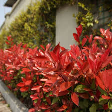 This is a serious disease. Photinia Red Robin Hedge Photinia X Fraseri Best4hedging