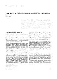 Image result for Lindackeria bukobensis