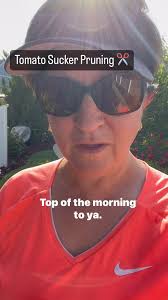 As your indeterminate tomatoes continue to grow, we need to prune our  suckers. A sucker is new growth that starts between a lateral leaf stem and  the main stem. It usually grows at a 45° angle and we ...