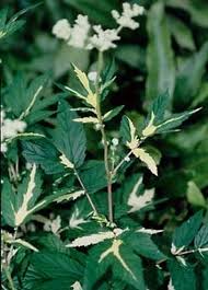 Image result for Vernonia filipendula