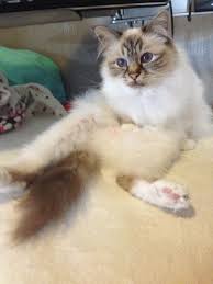 Pin On Sacred Birman Cats