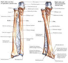 Pin On Bones