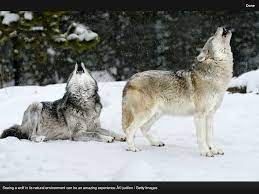 Pin By Gene Walton On K 9 Yellowstone Wolves Yellowstone Dog Life