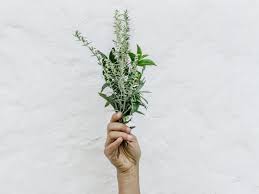 Done the right way, you'll be able to pick fresh herbs from the same plant for months. How To Harvest Rosemary