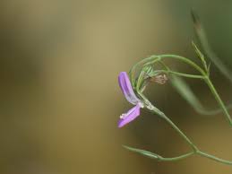 Image result for Dicliptera paniculata