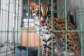 View hutan kalimantan timur dari udara. Bbksda Riau Sita Kucing Hutan Dan Musang Dari Tempat Hiburan Antara News