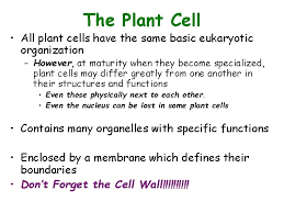 Check spelling or type a new query. Plant Physiology Talk Two Plant Cells Overview Of