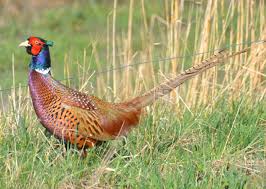 Fasan Munkemaen Odense Fasan Pheasant Danskefugle Henryrasmussen Tiere Fasan Wald