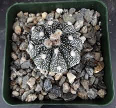 Image result for Thesium asterias