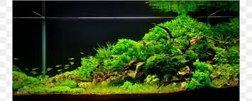 I just bought a 20 gallon aquarium and i cant seem to find the anwser to my question anywhere! Aquariums Aquascaping Reef Aquarium Aquarium Lighting Png 1000x400px Aquarium Anubias Aquarium Filters Aquarium Lighting Aquariums Download