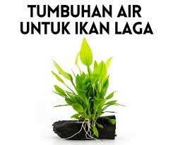Jom lihat ada 15 gambar jenis pokok hiasan yang patut korang kenal dalam kategori warna purple rasa macam nak letak dalam rumah. 4 Tumbuhan Air Untuk Ikan Laga Pokok Untuk Ikan Laga