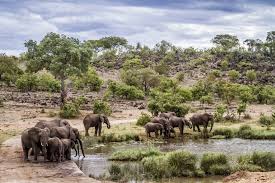 Savane Africaine Avec Troupeau D Elephants Photo Et Tableau Editions Limitees Achat Vente Find the perfect animaux savane stock photos and editorial news pictures from getty images. savane africaine avec troupeau d elephants photo et tableau editions limitees achat vente