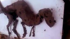 No, this “mystery creature” is not a dinosaur | WTF!? | Earth Touch News