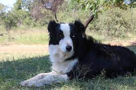 Trained Border Collies Other Gumtree South Africa 167715098 Puppies Border Collie Dogs And Puppies