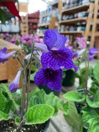 Image result for Streptocarpus kamerunensis