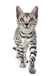 Get the best of insurance or free credit report, browse our section on cell phones or. Bengal Cat Images Free Vectors Stock Photos Psd