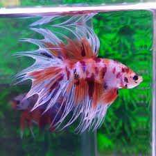 Pin On Fishing Ideas