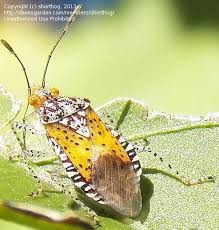 Image result for Nesaea polycephala