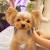 Yorkie Haircuts With Floppy Ears