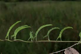 Image result for Convolvulus aschersonii