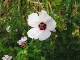 Image result for Pavonia