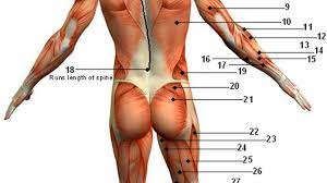Neuromuscular massage therapy, or trigger point myotherapy, is an effective treatment for a soft tissue injury in the back. Improve Your Posture While Doing A Massage