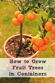 Like other citrus, the blossoms smell amazing, and the tree can easily become loaded down with fruits. How To Grow Fruit Trees In Containers Moms Need To Know