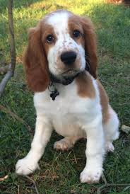 Find the best responsible breeders near you. Springer Spaniel Puppies For Adoption Cheap Buy Online