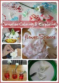 Flower Science And Art Activity For Kids Flower Science Science Experiments Kids Science Experiments