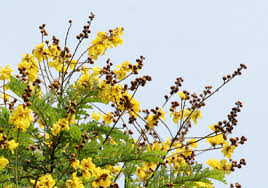 Image result for Limeum pterocarpum