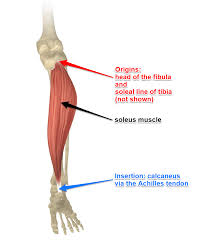 The gastrocnemius muscles have a higher proportion of fast twitch fibers than the soleus, reflecting their function in jumping and running, while the soleus. The Soleus Muscles Its Attachments And Actions Yoganatomy