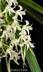 Image result for Cyrtorchis praetermissa