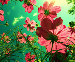 Beautiful Flowe Pic Mch044815 Wapking Cc Wallpaper Imagen De 1500 Pixeles 960x800 Download Hd Wallpaper Wallpapertip ℹ️ mywapking.com is your first and best source for all of the information you're looking for. beautiful flowe pic mch044815 wapking