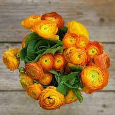 Campfire Orange Ranunculus Flower Delivery Ordering Wedding Flowers Online