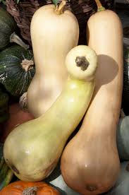 Image result for Cucurbita moschata