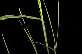 Image result for Rottboellia cochinchinensis