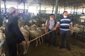 Kurban Pazarinda Covid 19 Etkisi Virus Eskisehir Deki Kurban Satislarini Da Etkiledi Bircok Hayvan Sahibi Umdugu Satisi Yapamadi Bazilari Maliyetinin Altinda Satis Yapti Eskisehir Haberleri