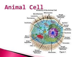 Check spelling or type a new query. Ppt Cell Organelles Powerpoint Presentation Free Download Id 1886956