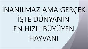 Dunyanin En Hizli Buyuyen Hayvani Hangisi Gercekler Ale Ense